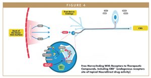 Free Nerve-Ending With Receptors to Therapeutic Compounds, Including CBD* (endogenous receptors site of topical NeuroDirect drug activity)