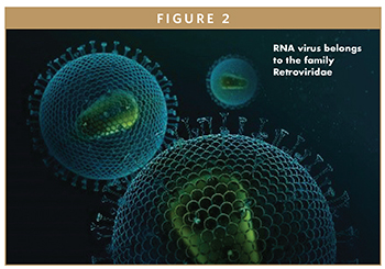 RNA virus belongs to the family Retroviridae