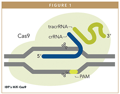 Gene Editing Technology The Importance Of Assessing Off Target Effects Of Crispr Gene Editing