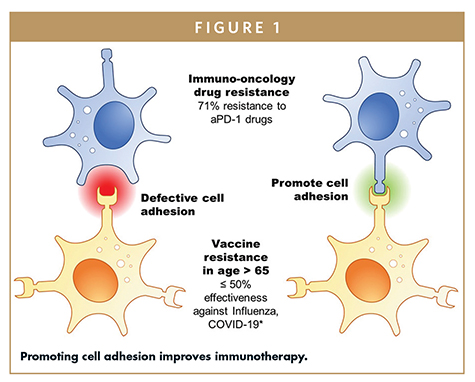 Promoting cell adhesion improves immunotherapy.