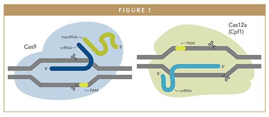 GENE-EDITING TECHNOLOGY - Expanding The CRISPR Toolbox For Genome Editing