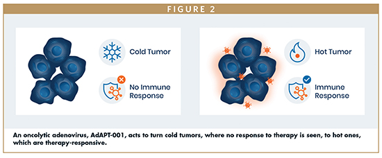 An oncolytic adenovirus, AdAPT-001, acts to turn cold tumors, where no response to therapy is seen, to hot ones, which are therapy-responsive.