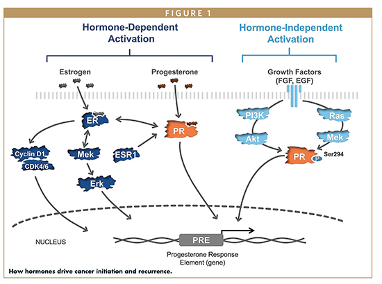 How hormones drive cancer initiation and recurrence.