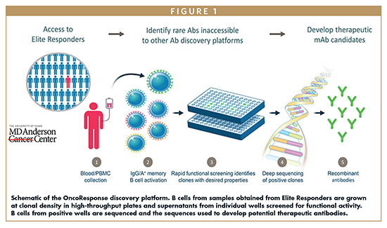 Schematic of the OncoResponse discovery platform. B cells from samples obtained from Elite Responders are grown at clonal density in high-throughput plates and supernatants from individual wells screened for functional activity. B cells from positive wells are sequenced and the sequences used to develop potential therapeutic antibodies.