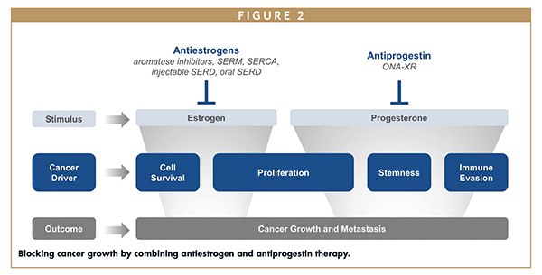 Blocking cancer growth by combining antiestrogen and antiprogestin therapy.