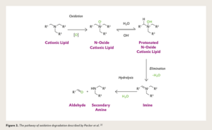 Figure 3. The pathway of oxidative degradation described by Packer et al.5