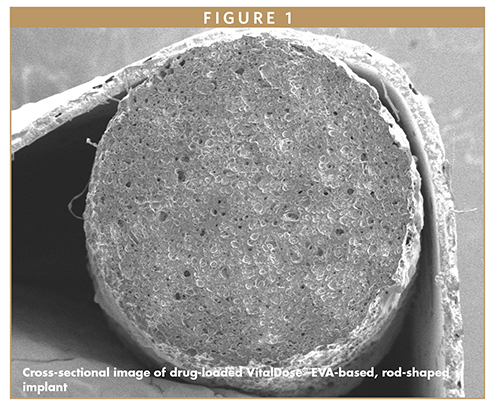 Cross-sectional image of drug-loaded VitalDose® EVA-based, rod-shaped implant
