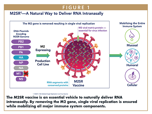 The M2SR vaccine is an essential vehicle to naturally deliver RNA intranasally. By removing the M2 gene, single viral replication is ensured while mobilizing all major immune system components.