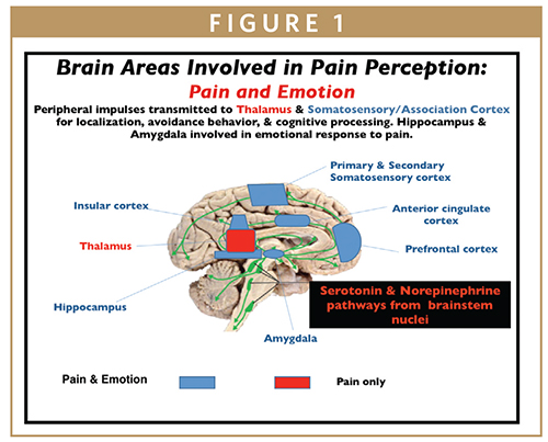 Pain relief options during labour - Hamilton Health Sciences