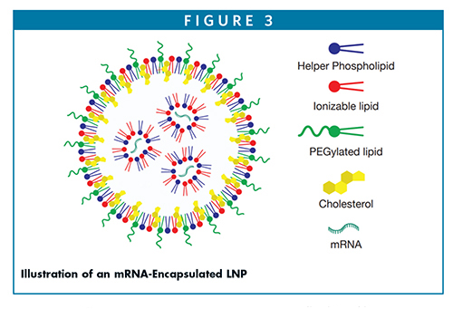 Illustration of an mRNA-Encapsulated LNP