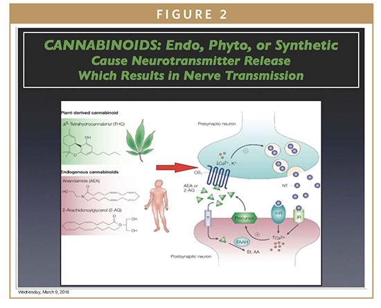 Anandamide: What Are the Benefits of This Cannabinoid?