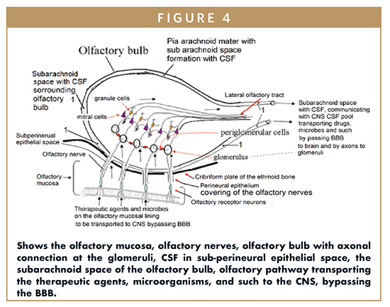 Cns Delivery Bypassing The Bbb Drug Delivery From The Olfactory Mucosa To The Cns
